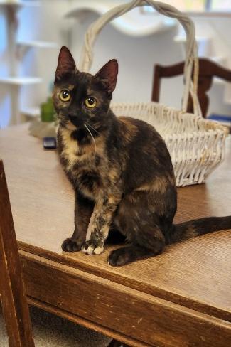 Cat 27623 photo 2