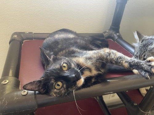 Cat 27623 photo 3