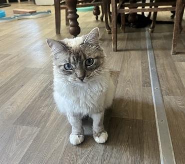 Cat 28017