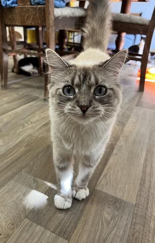 Cat 28017 photo 2