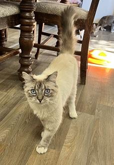 Cat 28017 photo 3