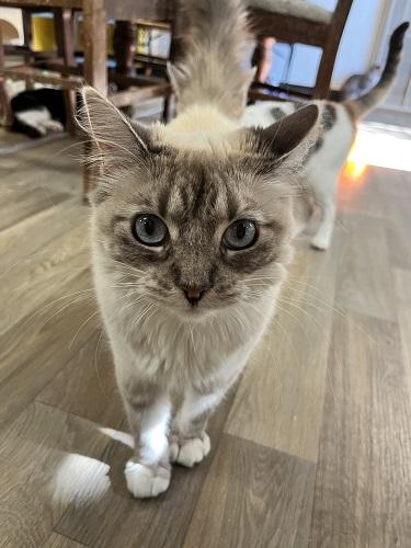 Cat 28017 photo 4