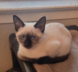 Coco