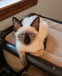 Coco photo 4