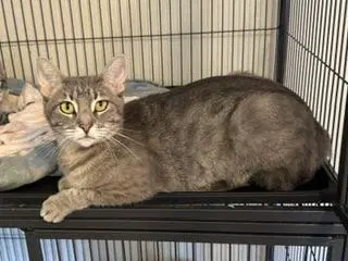 Cookie - Tabby