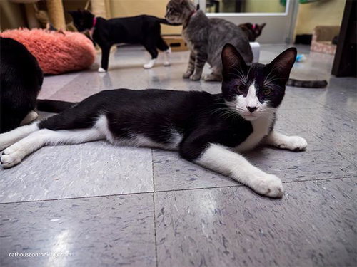 picture of the cat needing adoption