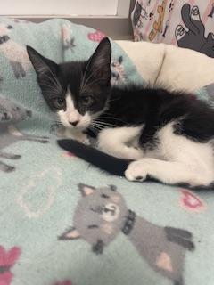 Photo 2 of Dandelion
