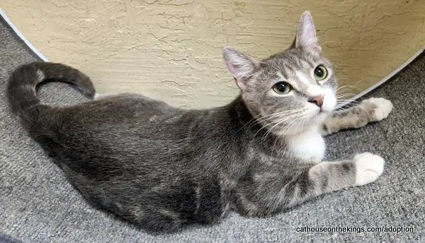 Edith - Tabby