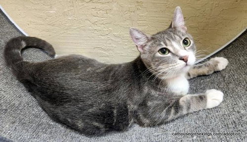 picture of the cat needing adoption