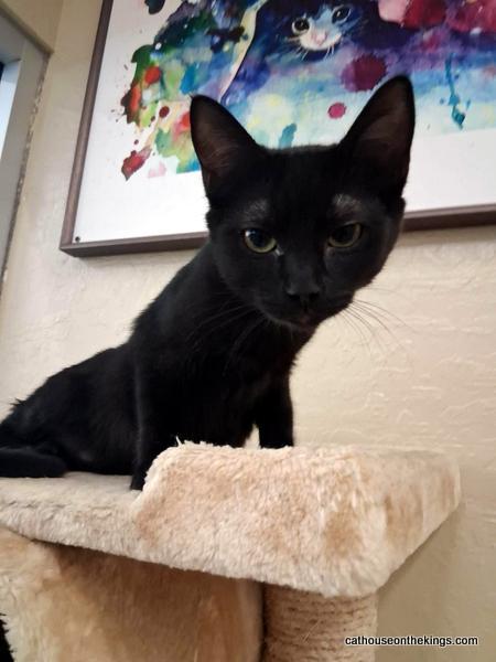 picture of the cat needing adoption