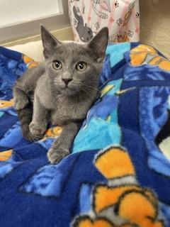 Elsa