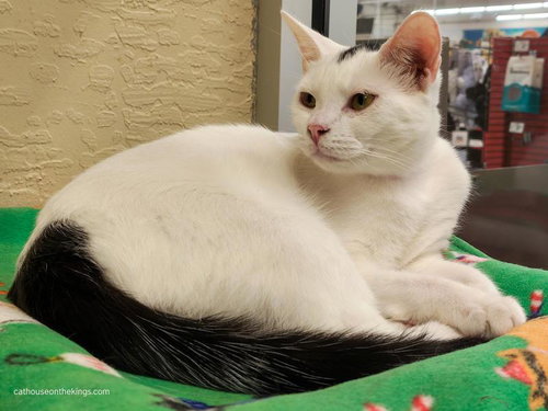 picture of the cat needing adoption
