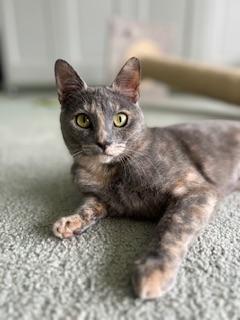 Galila, an adoptable Dilute Tortoiseshell in Parlier, CA