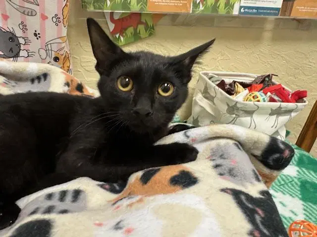 Gizmo - Domestic Short Hair