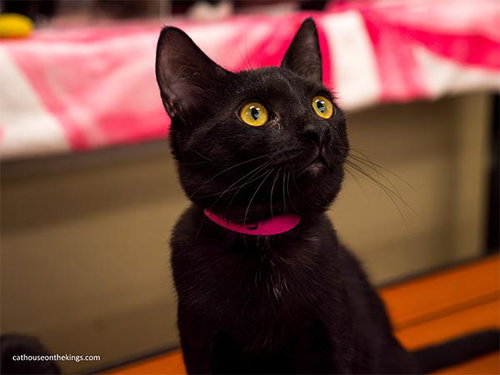 picture of the cat needing adoption