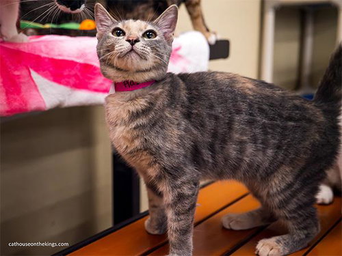 picture of the cat needing adoption