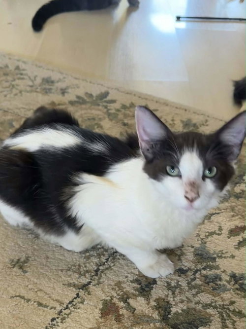 picture of the cat needing adoption