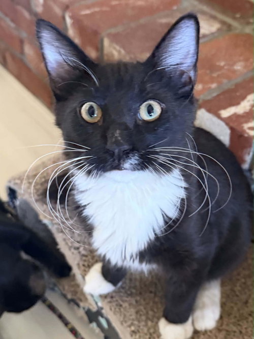 picture of the cat needing adoption