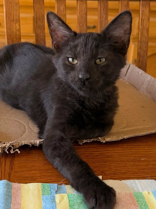 picture of the cat needing adoption