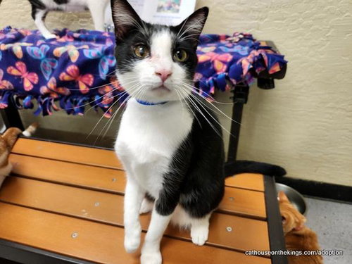 picture of the cat needing adoption