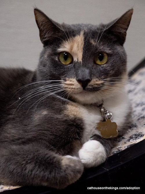 Jupiter, a cat for adoption from The Cat House on the Kings