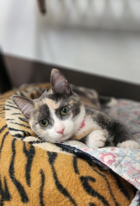 Kitten 27723