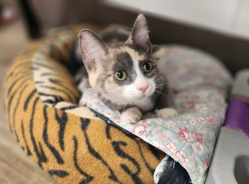 Kitten 27723 photo 2
