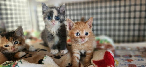 Kitten 27723 photo 3