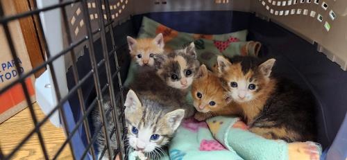 Kitten 27723 photo 4