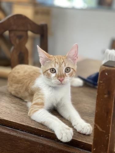 Kitten 27724