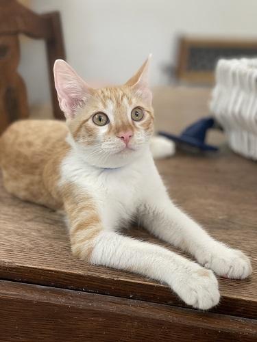 Kitten 27724 photo 2