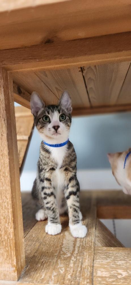 Kitten 27725
