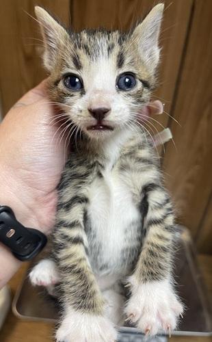 Kitten 27725 photo 3