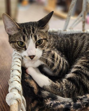 Cat 27725, photo 2