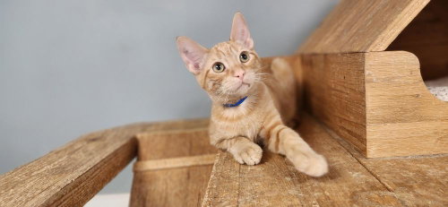 Kitten 27726