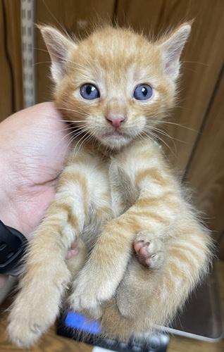 Kitten 27726 photo 3