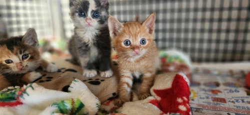 Kitten 27726 photo 4