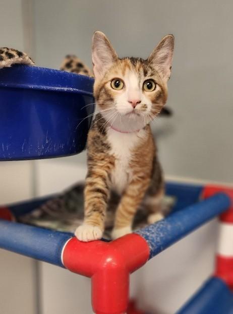 Kitten 27727