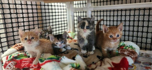 Kitten 27727 photo 3