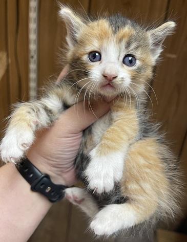 Kitten 27727 photo 4