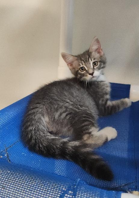 Kitten 27752 photo 2