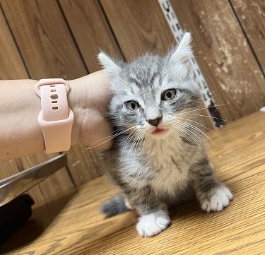 Kitten 27752 photo 3