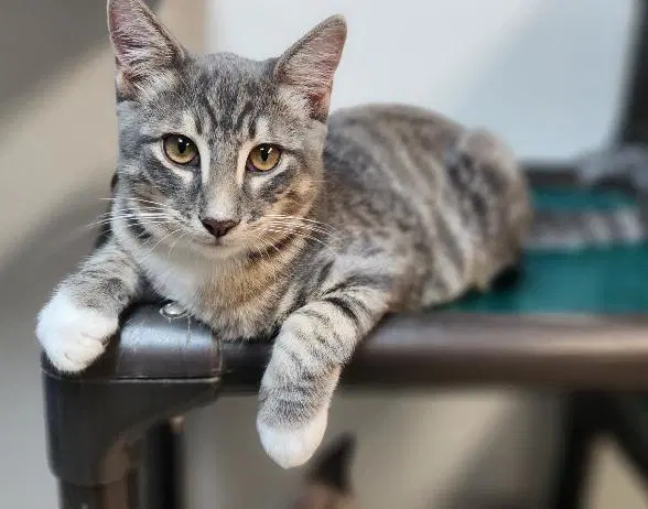 Kitten  Yosemite - Tabby