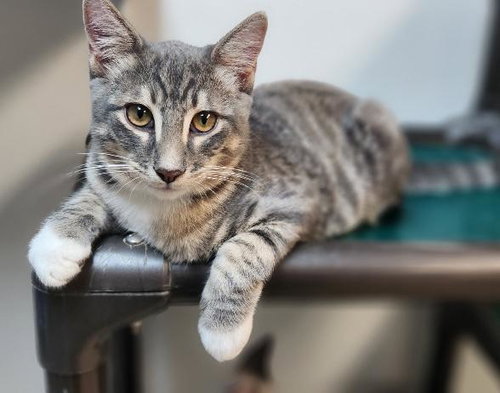 Cat 27752 (Yosemite), a cat for adoption from The Cat House on the Kings
