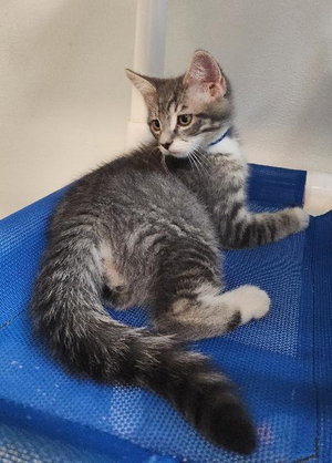 Cat 27752, photo 3