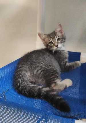 Cat 27752, photo 4