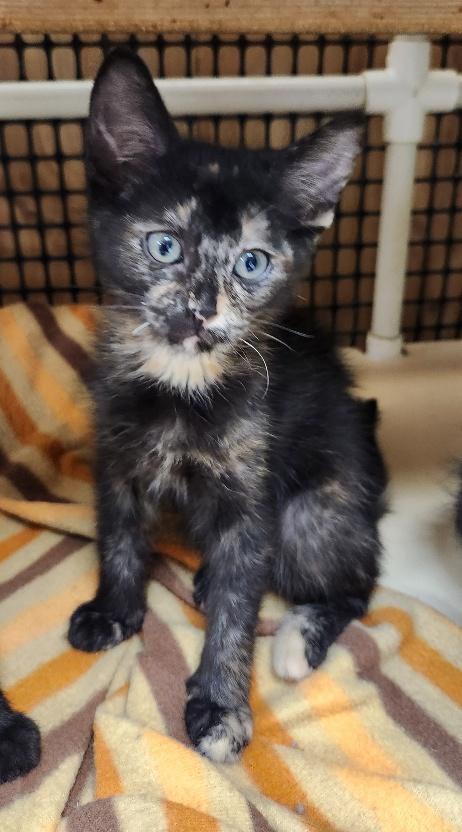 Kitten 27769 photo 3