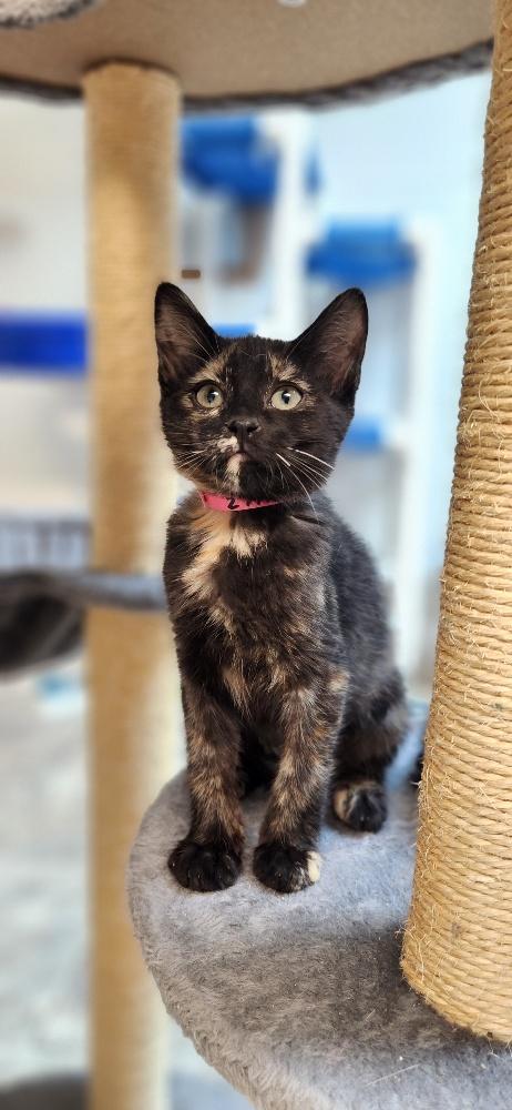 Kitten 27772 photo 3