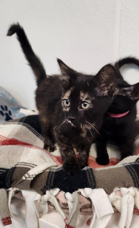 Kitten 27772 photo 4