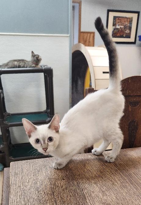 Kitten 27818
